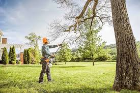 Best Tree Disease Treatment  in Del Aire, CA