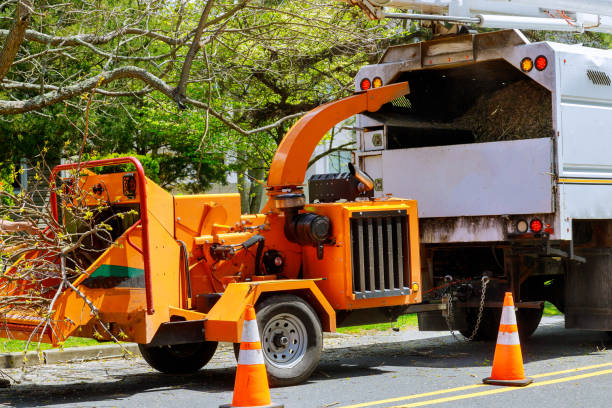 Best Seasonal Cleanup (Spring/Fall)  in Del Aire, CA