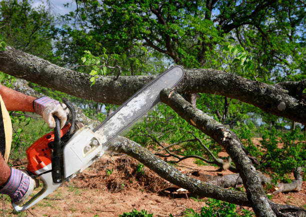 Best Tree Health Inspection  in Del Aire, CA